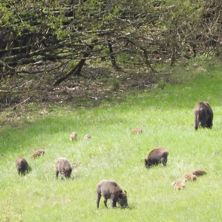 Otel Ristorante Poli 2*